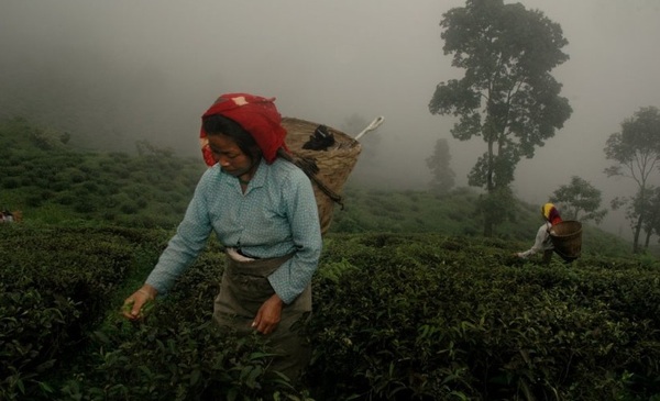Food-фото: сбор урожая черного чая в Дарджилинге