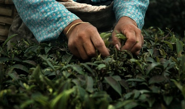 Food-фото: сбор урожая черного чая в Дарджилинге