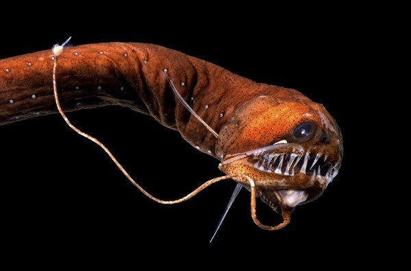 Школьная Black Dragonfish (Melanostomias), биоluminescent глубокие морские рыбы, показывающие его света emitting органов, великие jaws, и крестоносные чистые губы.