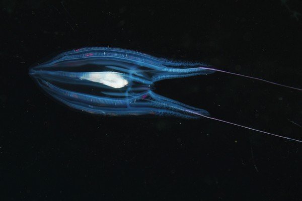 Comb Jelly (Callianira antarctica) показывает bioluminescence, Antarctica
