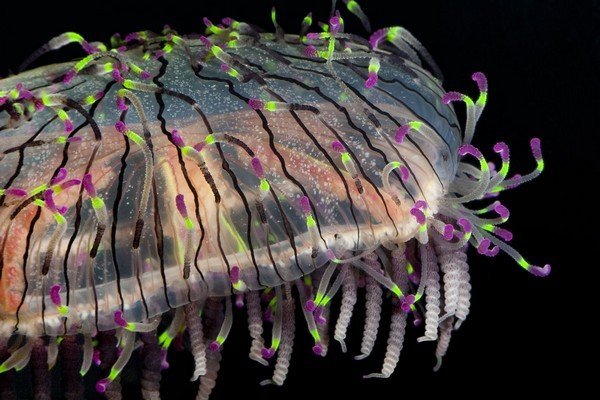 Флоwer Hat Jelly / Jellyfish (Olindias formosa), яркие hydromedusa with fluorescent tentacle tips. Эндемия в Brazília, Argentína, и southern Japan.