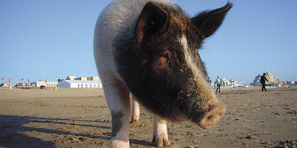 На пути к вегетарианству: документальный фильм «Священная свинья» - правдиво о мясе