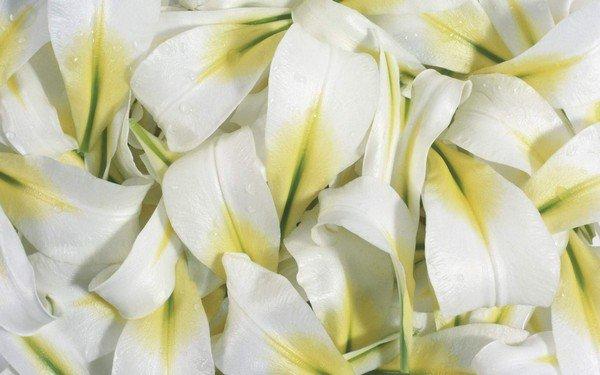 Beautiful-White-Flowers-Pictures-And-Wallpapers40