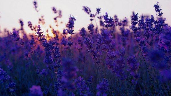 lavender-sunset