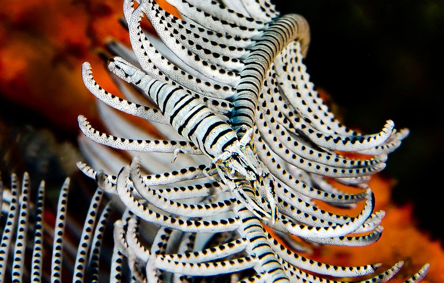 university-miami-underwater-macro-01