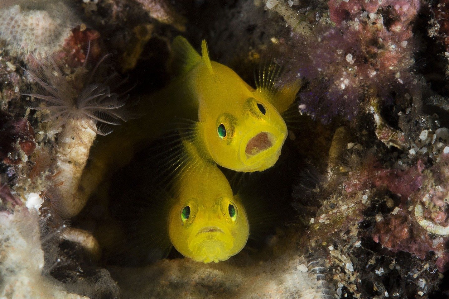 university-miami-underwater-macro-02