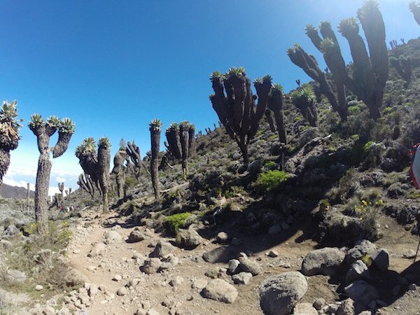 Килиманджаро. Дорога