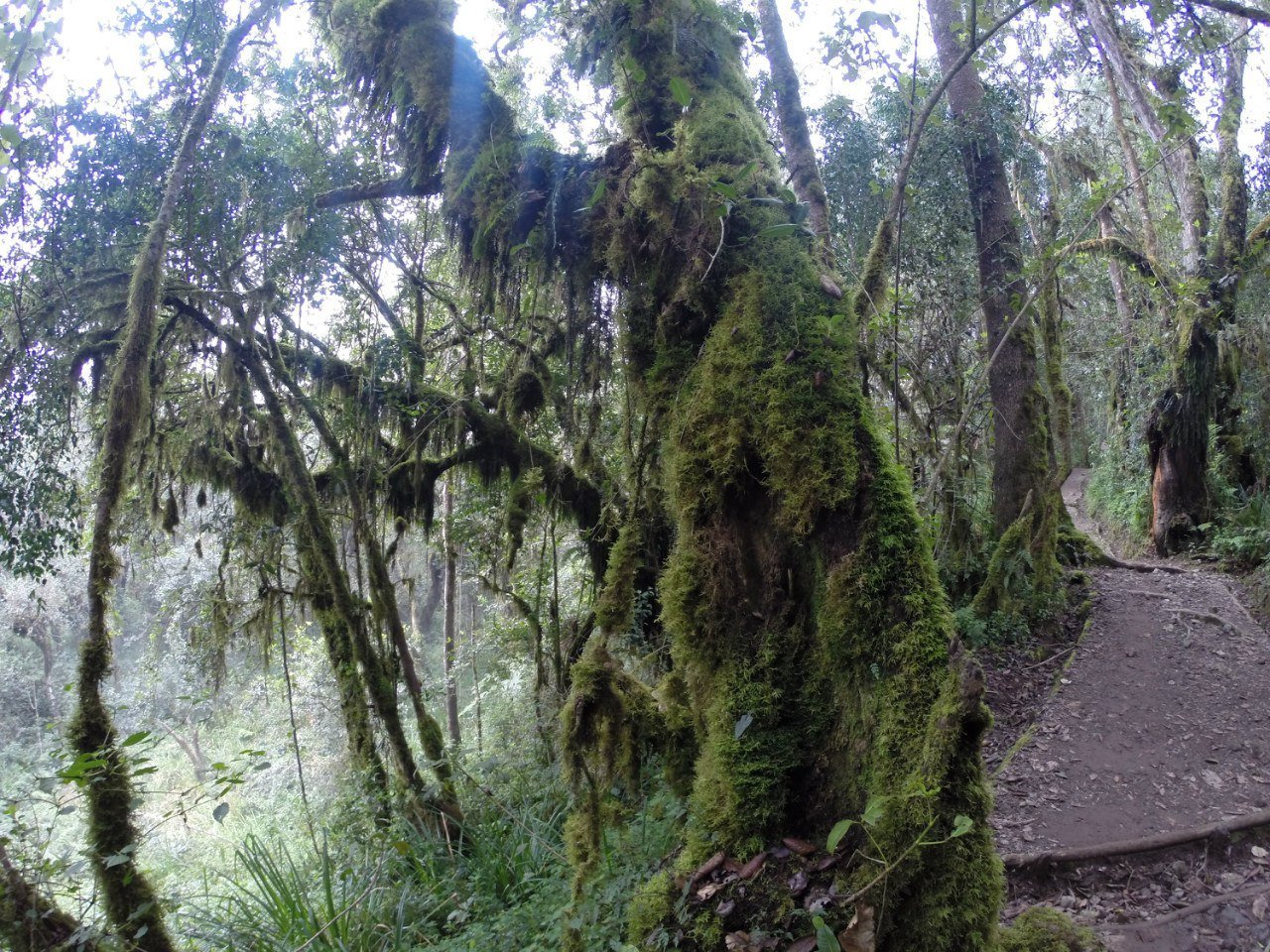 Килиманджаро. Лес