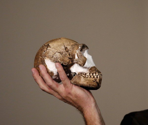 Professor Lee Berger holds a replica of the skull of a newly discovered ancient species, named "Homo naledi", during its unveiling outside Johannesburg