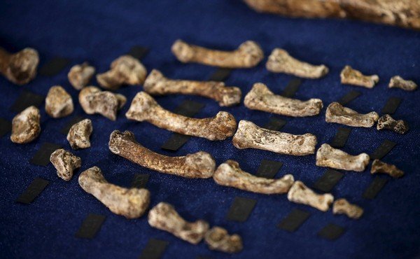 Fossils of a newly discovered ancient species, named "Homo naledi", are pictured during their unveiling outside Johannesburg