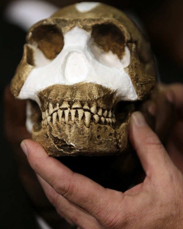 South Africa Human Ancestor