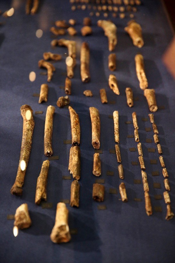Fossils of a newly discovered ancient species, named "Homo naledi", are pictured during their unveiling outside Johannesburg