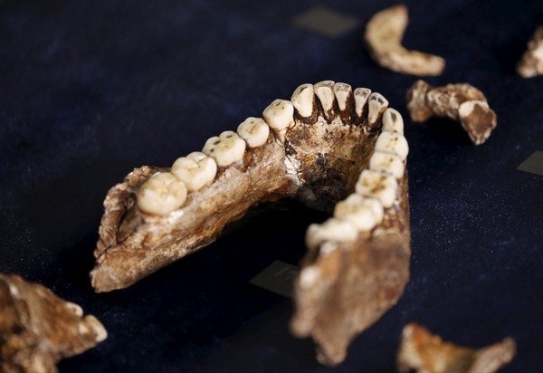 Fossils of a newly discovered ancient species, named "Homo naledi", are pictured during their unveiling outside Johannesburg