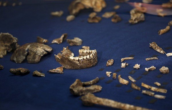 Fossils of a newly discovered ancient species, named "Homo naledi", are pictured during their unveiling outside Johannesburg