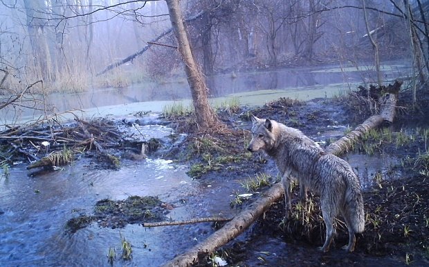 chernobyl-wolf_3464430b