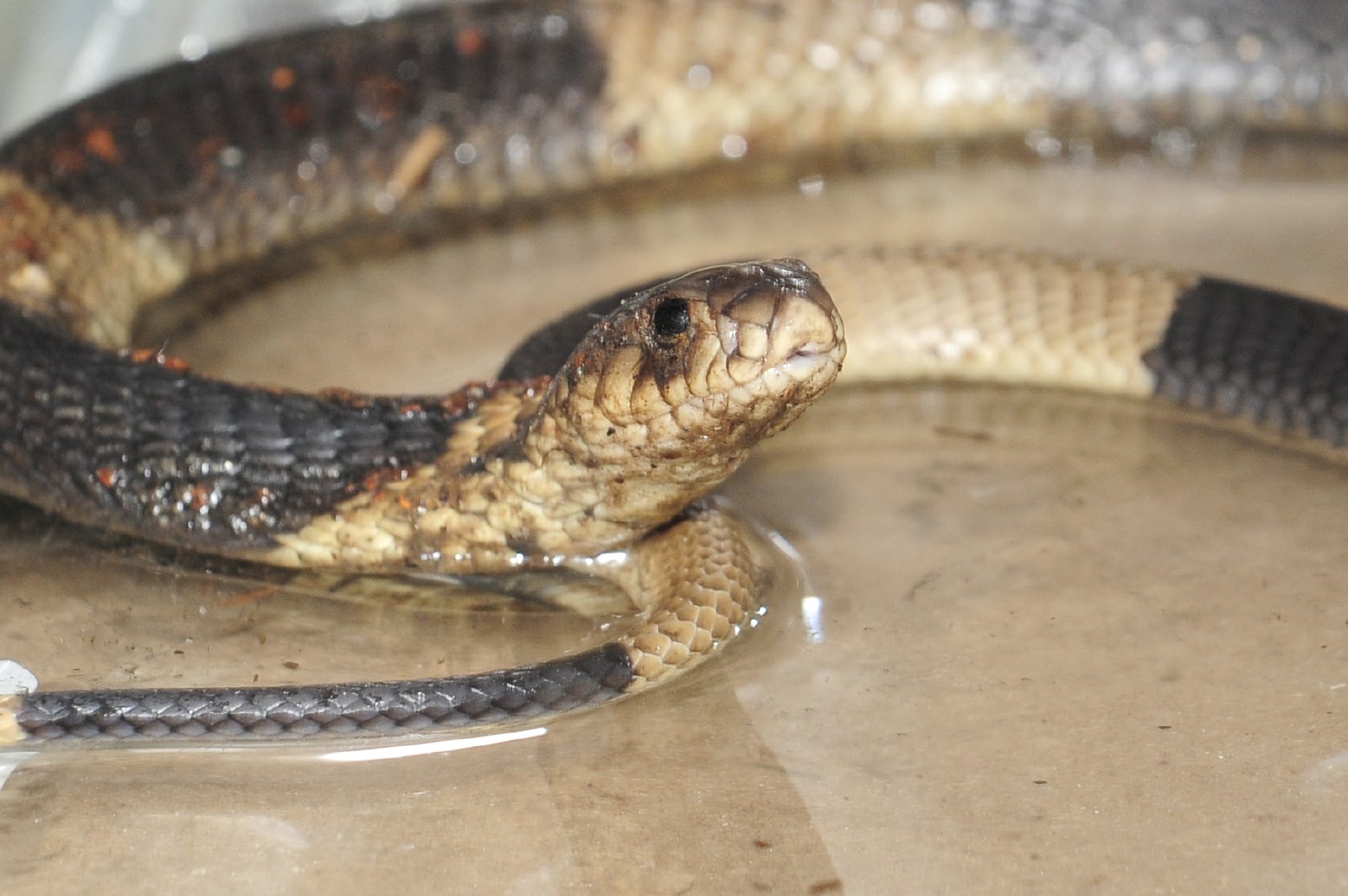 bronx-zoo-cobra-110331