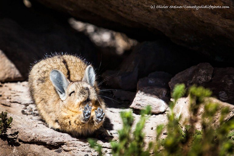 comedy-wildlife-photography-awards-2016-1-57f1039d78080__880
