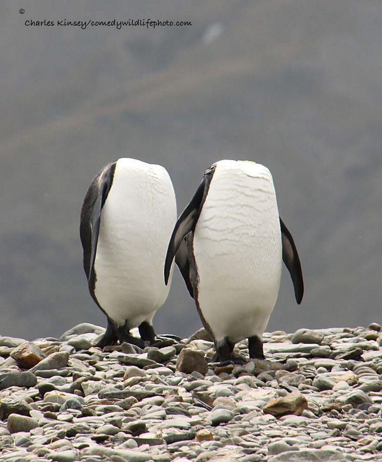 comedy-wildlife-photography-awards-2016-11-57f103b20c0bf__880