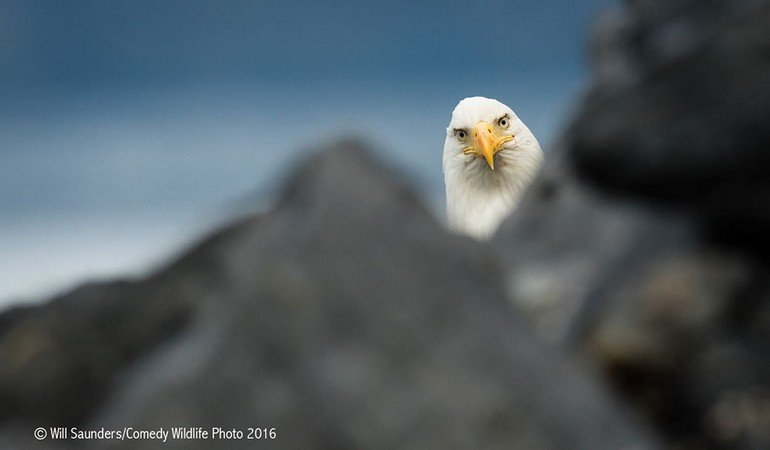 comedy-wildlife-photography-awards-2016-16-57f103bc39888__880