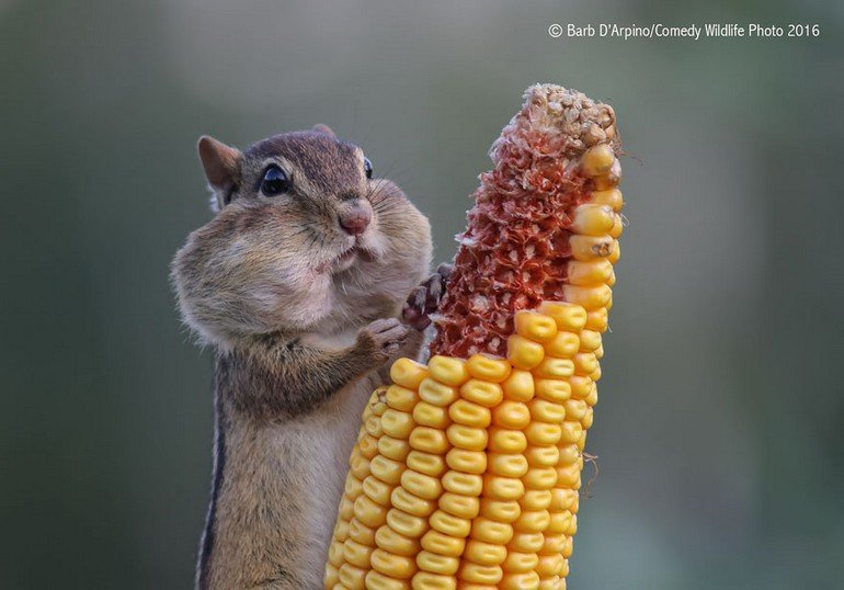 comedy-wildlife-photography-awards-2016-17-57f103bddef33__880