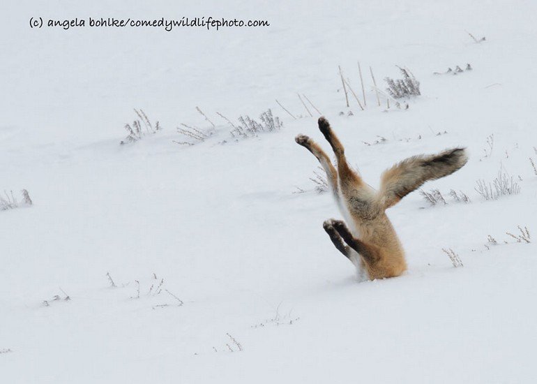 comedy-wildlife-photography-awards-2016-2-57f1039fc7a3a__880