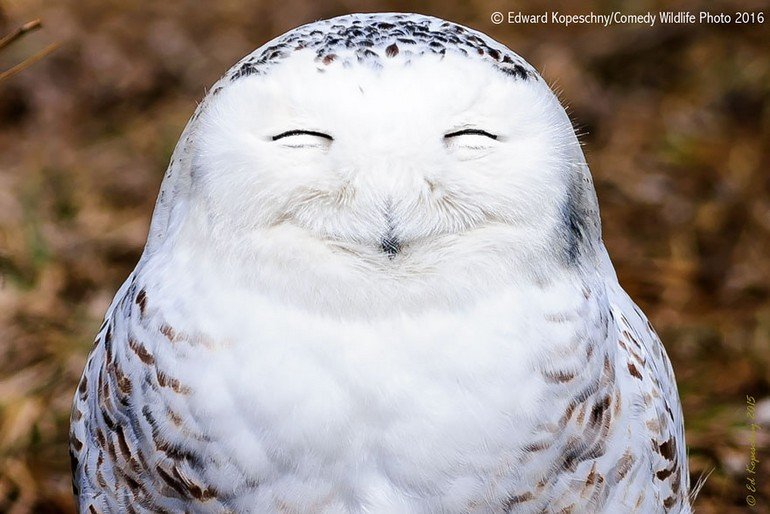 comedy-wildlife-photography-awards-2016-21-57f103c66f161__880