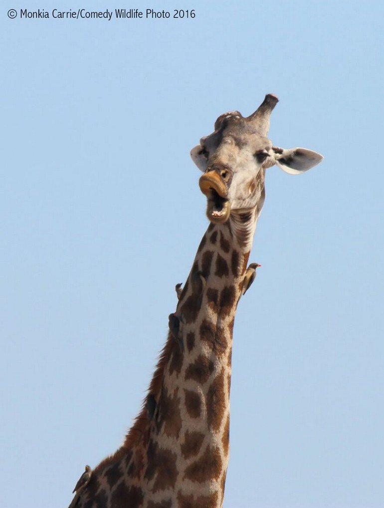 comedy-wildlife-photography-awards-2016-24-57f103cb682a1__880