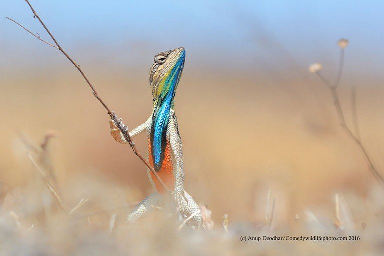 comedy-wildlife-photography-awards-2016-3-57f103a1767e2__880