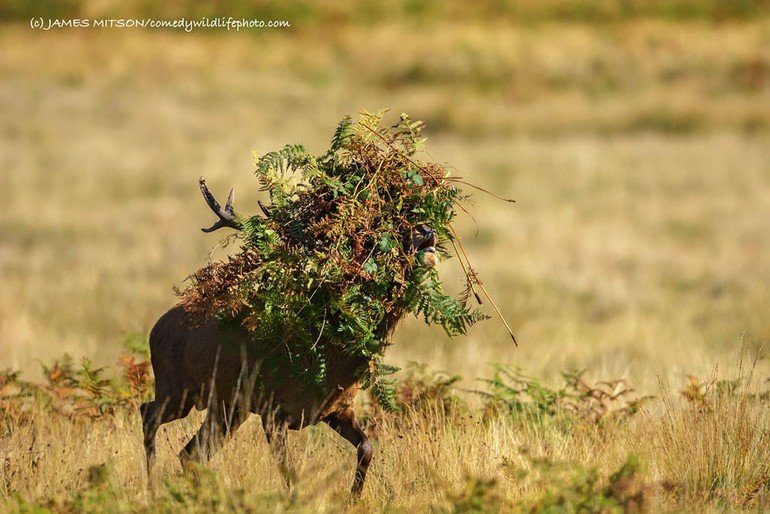 comedy-wildlife-photography-awards-2016-33-57f109ef769fa__880