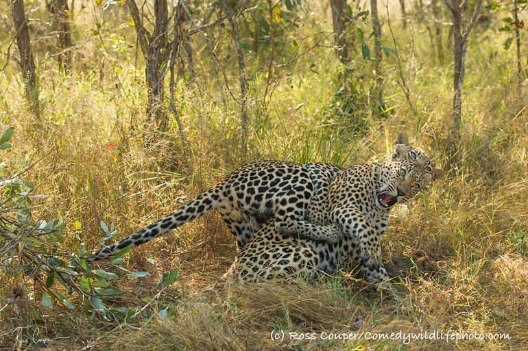 comedy-wildlife-photography-awards-2016-34-57f10a17ac39b__880