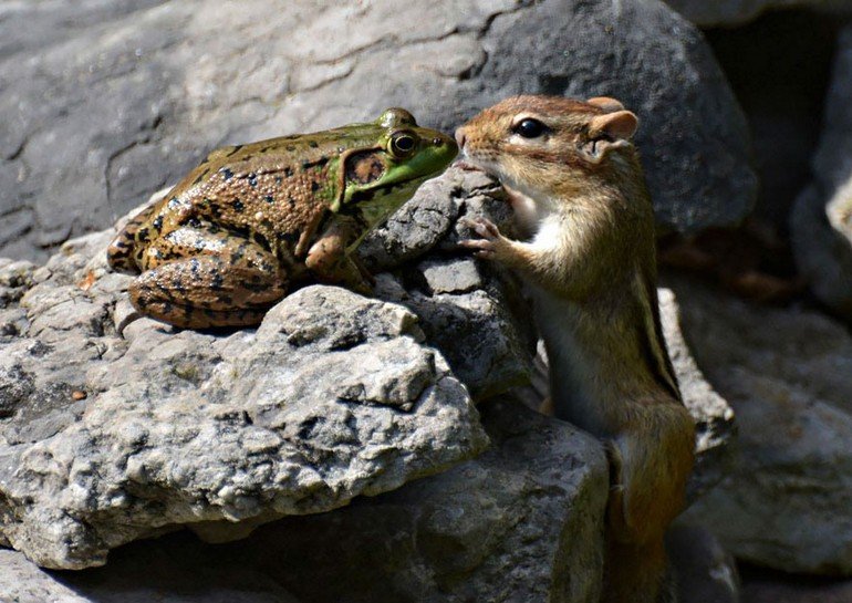 comedy-wildlife-photography-awards-2016-36-57f10a5a560dd__880