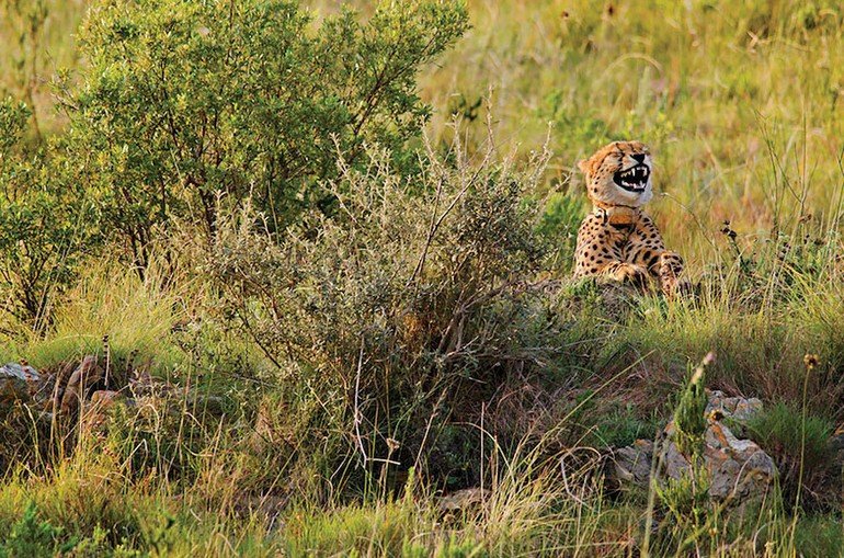 comedy-wildlife-photography-awards-2016-40-57f10b069883f__880