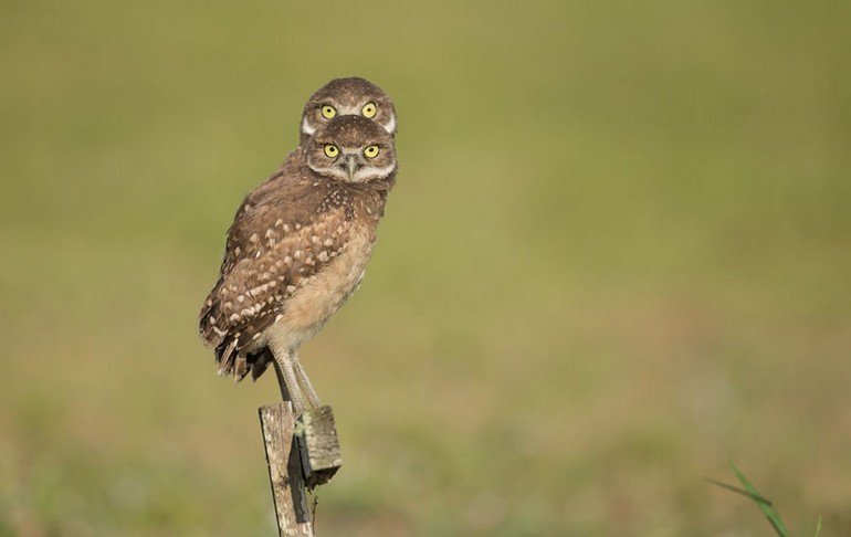 comedy-wildlife-photography-awards-2016-44-57f10c0a635fb__880
