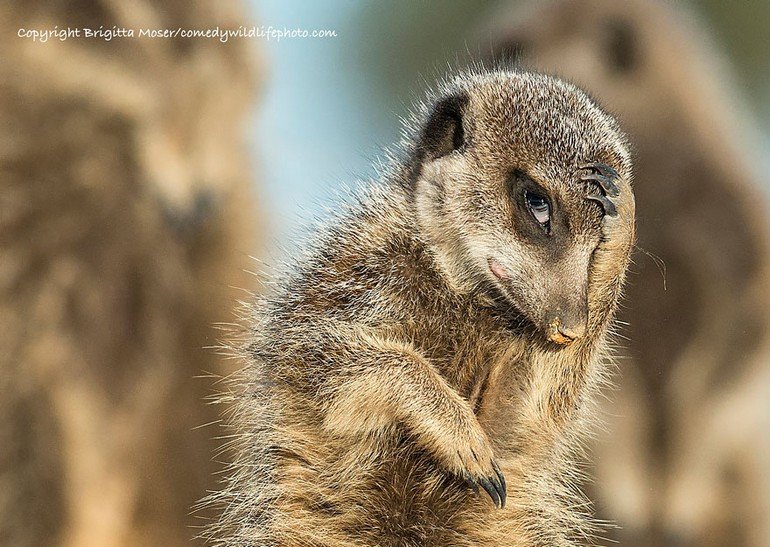 comedy-wildlife-photography-awards-2016-5-57f103a4e393d__880