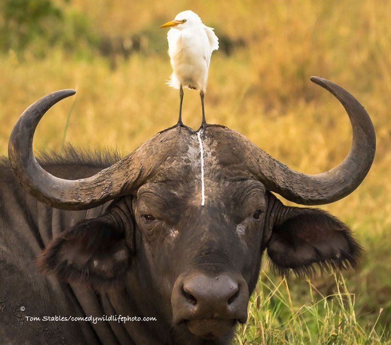 comedy-wildlife-photography-awards-2016-7-57f103aa749e0__880