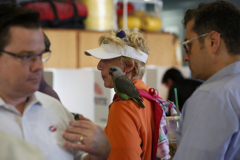 Schaper with her red-bellied parrot wait in line to receive a ballot during voting in the 2016 presidential election at the Venice Beach lifeguard station in Los Angeles, California